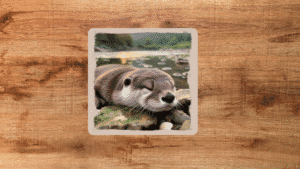 No era un sueño, era una nutria