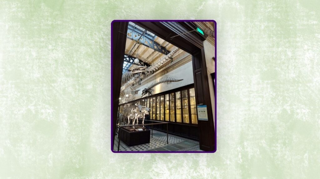 SALA DE OSTEOLOGÍA COMPARADA