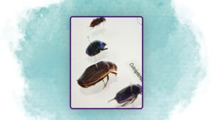 SALA DE ENTOMOLOGÍA